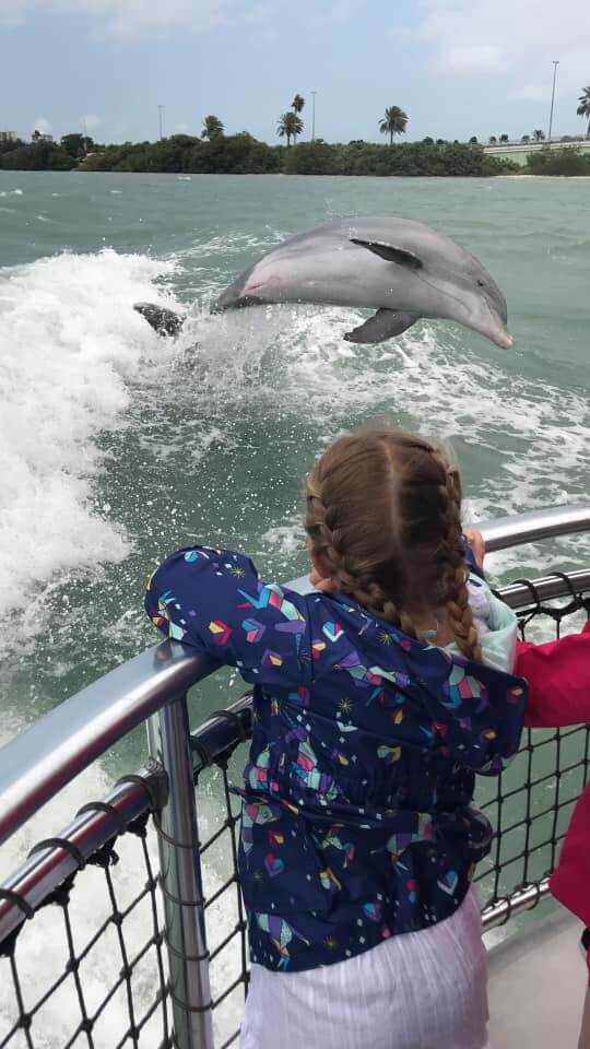 dolphin tours in clearwater beach