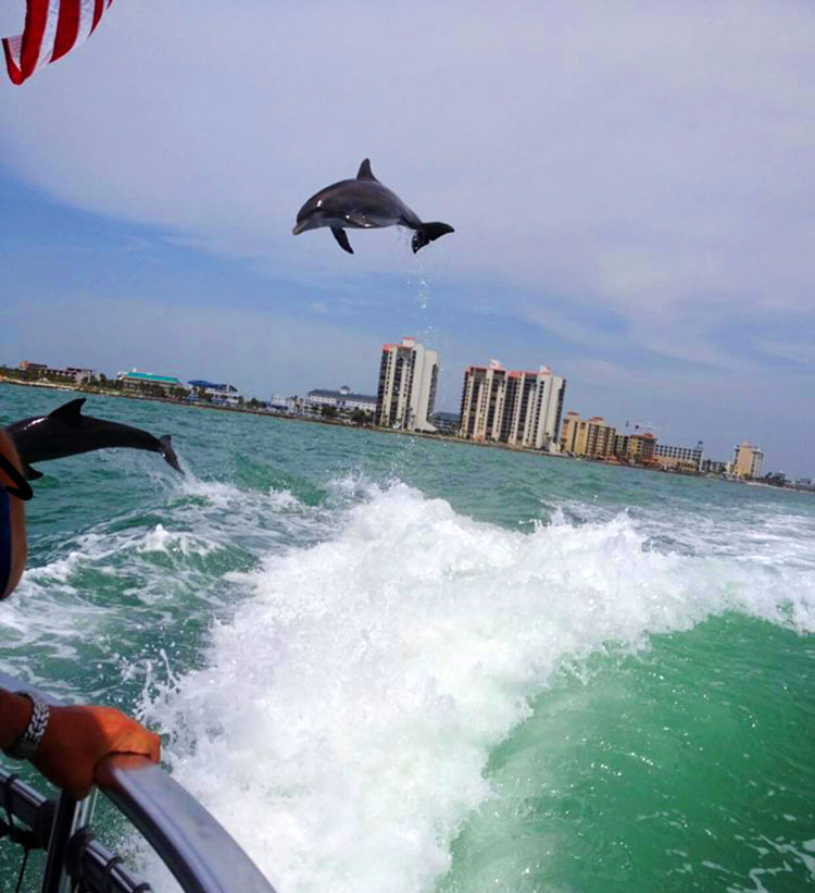 sunset dolphin tour clearwater